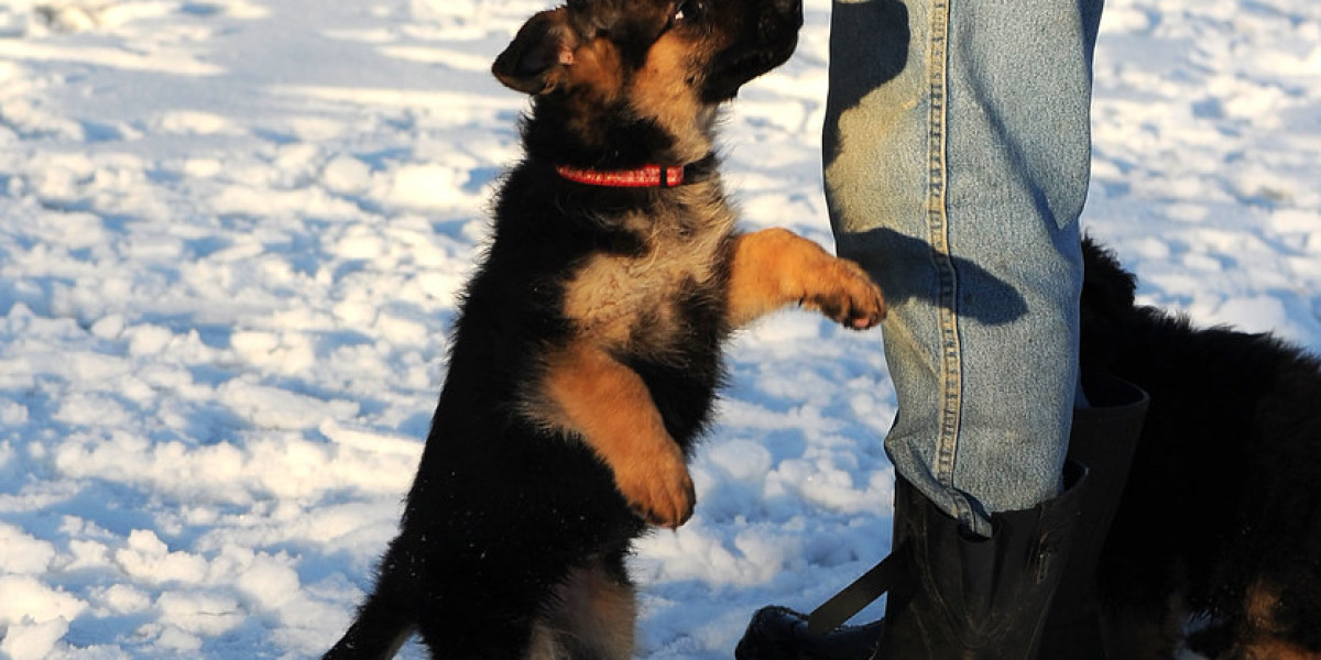 How German Shepherd Life Expectancy Became The Hottest Trend In 2024